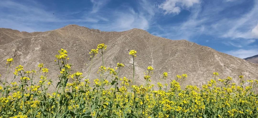 順動(dòng)新作|遇見五月的西藏